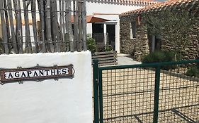 Les Agapanthes